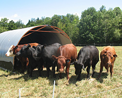 The cattle often stand in a chorus line.
