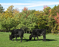 Two Angus in early fall.