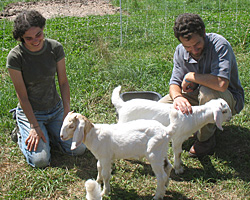 Socializing the goat kids