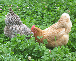 Laying hens diving in clover.