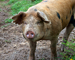 A happy pig with a cool, muddy face.