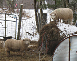 Lamb with bales